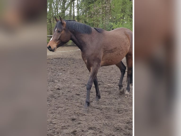 Trakehner Gelding 6 years 15.3 hh Brown in CelleCelle