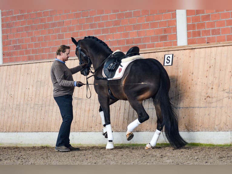 Trakehner Gelding 6 years 16,1 hh Brown in Brodersdorf