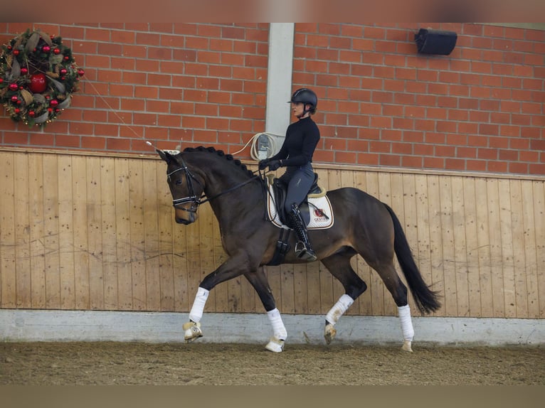 Trakehner Gelding 6 years 16,1 hh Brown in Brodersdorf