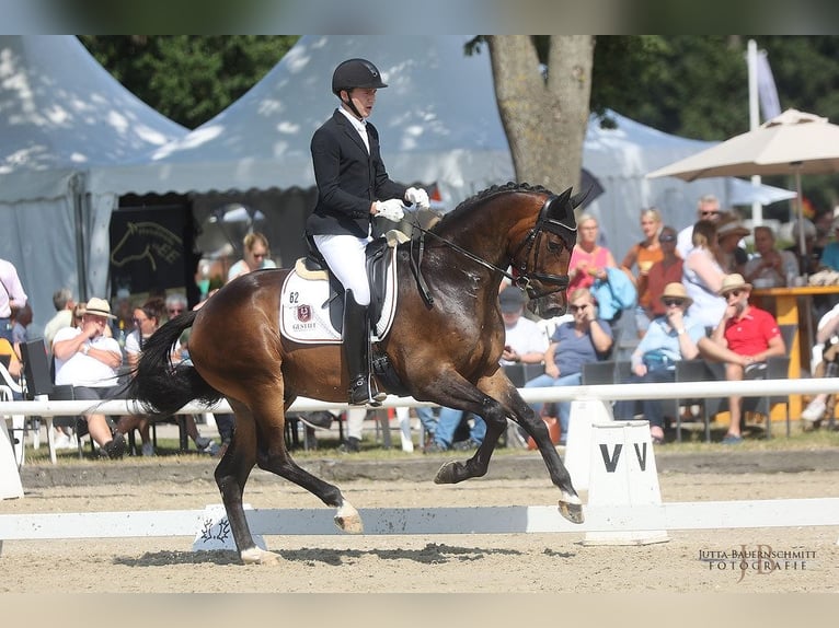 Trakehner Gelding 6 years 16,1 hh Brown in Brodersdorf