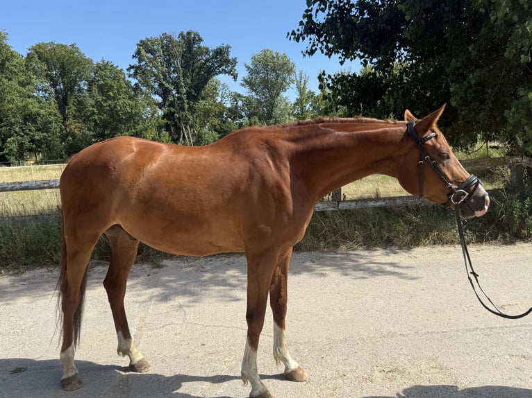 Trakehner Gelding 6 years 16.1 hh Chestnut-Red in Neuenhagen bei Berlin