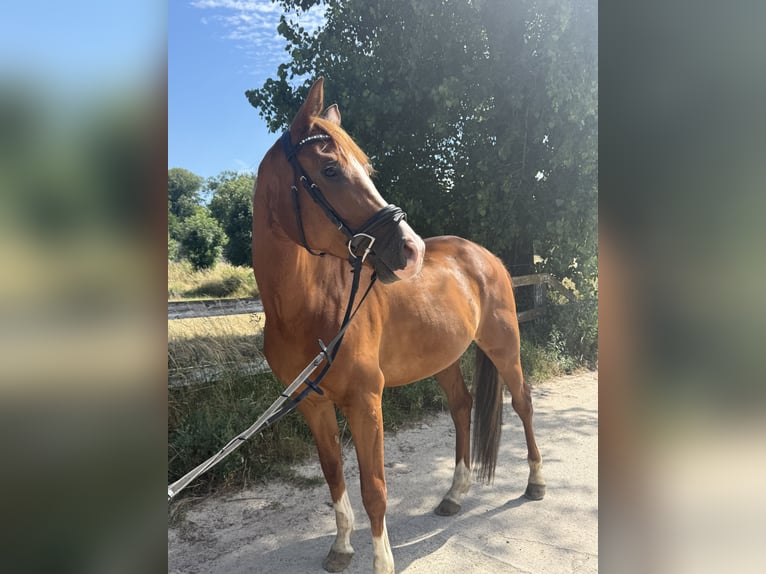 Trakehner Gelding 6 years 16.1 hh Chestnut-Red in Neuenhagen bei Berlin