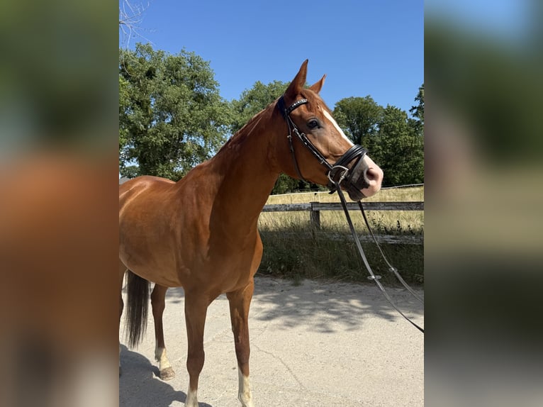 Trakehner Gelding 6 years 16.1 hh Chestnut-Red in Neuenhagen bei Berlin