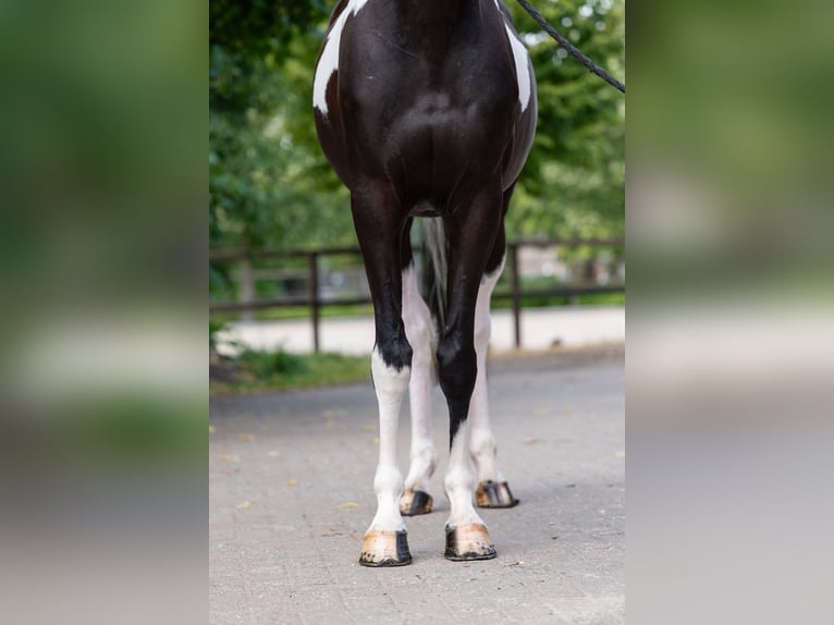 Trakehner Gelding 6 years 16.1 hh  in Kaulille