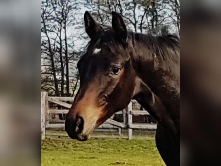 Trakehner Gelding 6 years 16.2 hh Bay-Dark in Warendorf