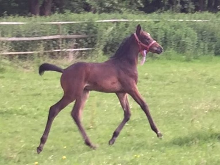 Trakehner Gelding 6 years 16.2 hh Bay-Dark in Warendorf