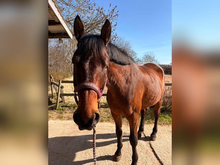Trakehner Gelding 6 years 16.2 hh Bay-Dark in Flensburg