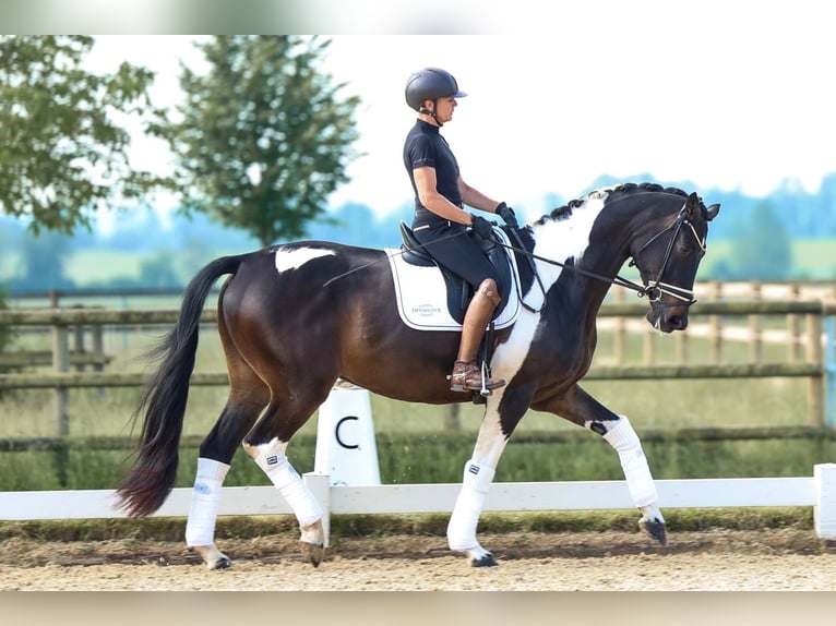 Trakehner Gelding 6 years 16,3 hh Pinto in Mintraching