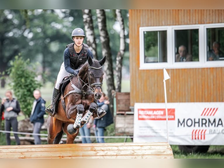 Trakehner Gelding 6 years 16,3 hh Smoky-Black in Berge