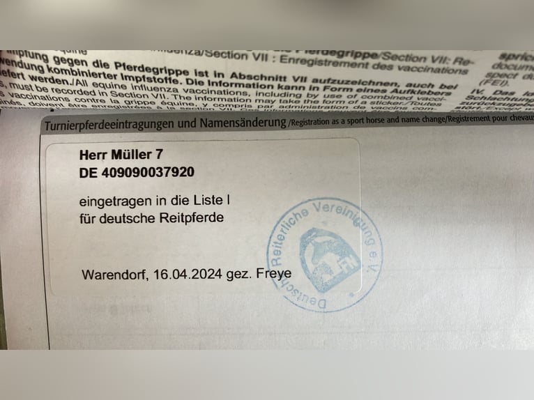 Trakehner Gelding 6 years 16 hh Bay-Dark in Mertingen