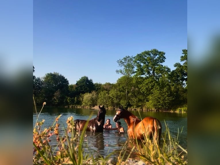 Trakehner Gelding 6 years 16 hh Bay-Dark in Mertingen