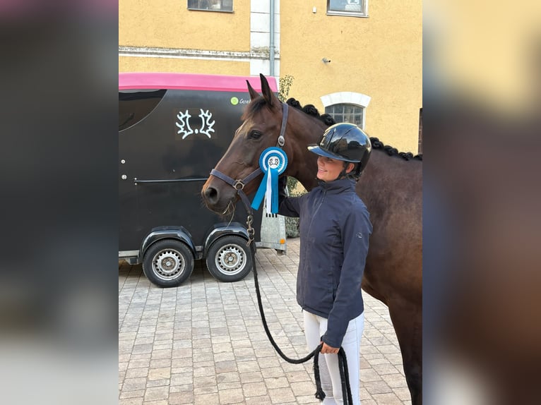 Trakehner Gelding 6 years 16 hh Bay-Dark in Mertingen