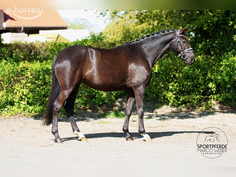 Trakehner Gelding 6 years 16 hh Black in Ennigerloh