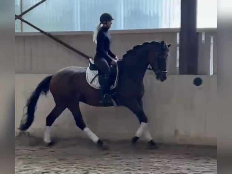 Trakehner Gelding 6 years 16,1 hh Brown in Gundelfingen