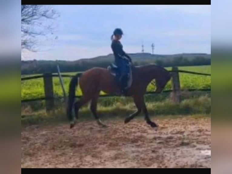 Trakehner Gelding 6 years 16,1 hh Brown in Dinslaken