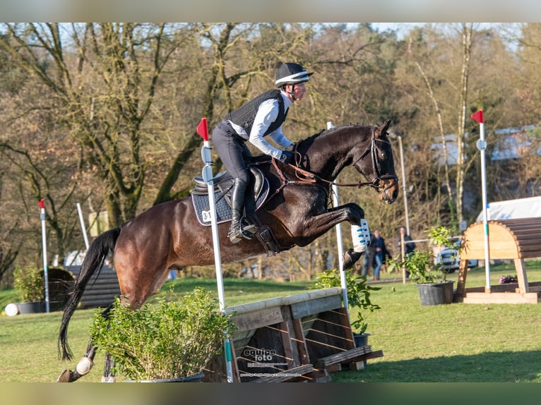 Trakehner Gelding 6 years 16,2 hh Bay-Dark in Warendorf