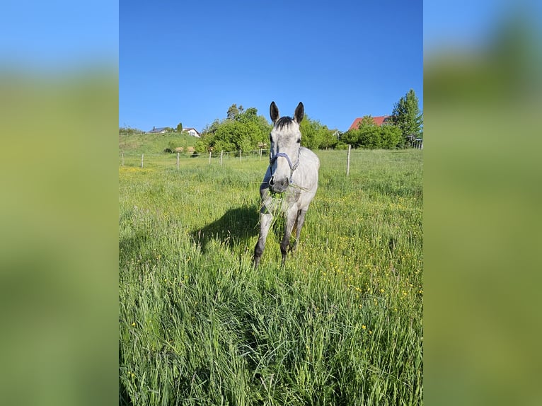 Trakehner Gelding 6 years 16,2 hh Gray-Dapple in Ellwangen (Jagst)