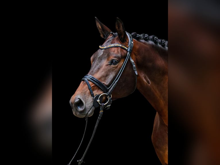 Trakehner Gelding 6 years 17,1 hh Bay-Dark in Neuberg