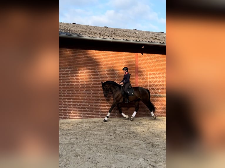 Trakehner Gelding 6 years 17,1 hh Brown in Freren