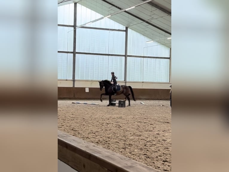 Trakehner Gelding 6 years 17,1 hh Brown in Freren