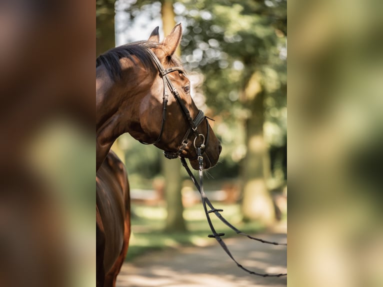 Trakehner Gelding 6 years 17,1 hh Brown in Freren