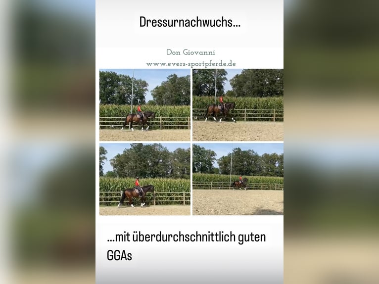 Trakehner Gelding 6 years 17,1 hh Brown in Freren