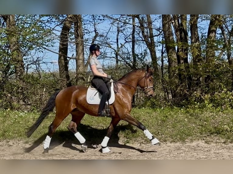 Trakehner, Gelding, 6 years, 17.1 hh, Brown