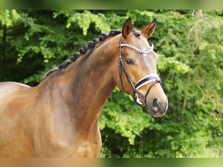 Trakehner Gelding 6 years 17 hh Brown in Gleichen