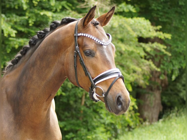 Trakehner Gelding 6 years 17 hh Brown in Gleichen