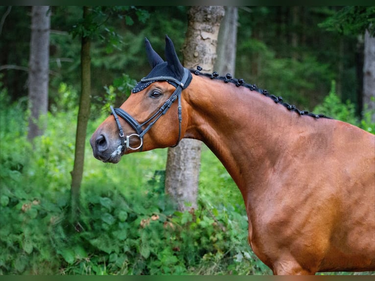 Trakehner Gelding 6 years 17 hh Brown in Padenstedt