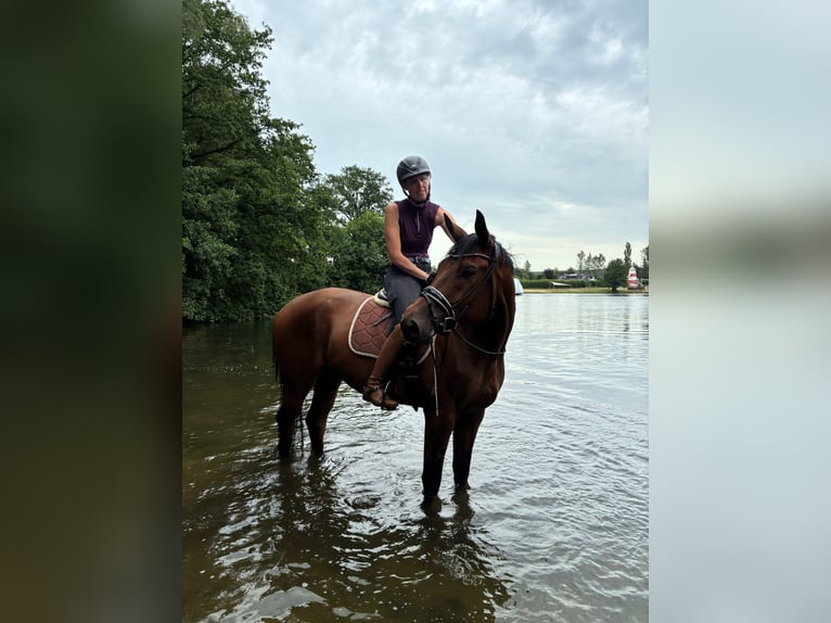 Trakehner Gelding 6 years 17 hh Brown in Padenstedt