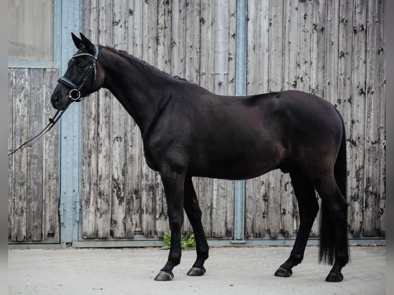 Trakehner Gelding 7 years 15,2 hh Black in Niddatal