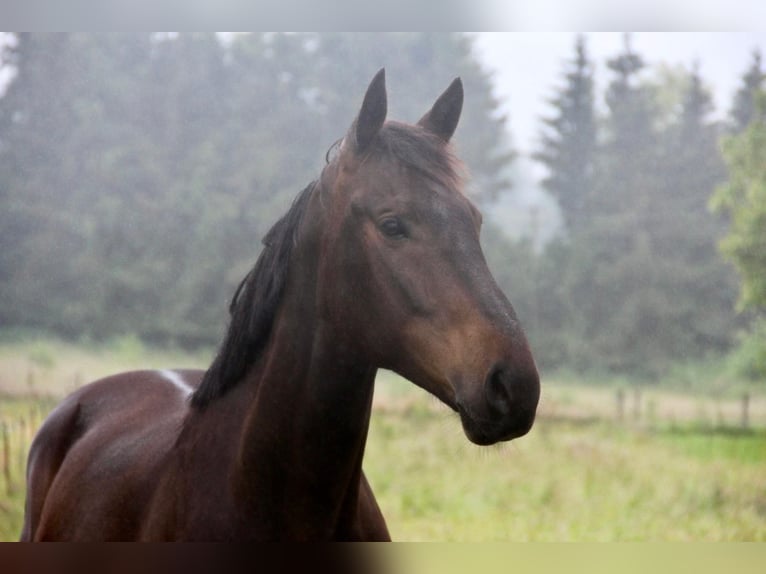 Trakehner Gelding 7 years 16,1 hh Bay-Dark in Losheim am See