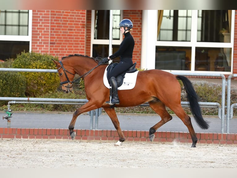 Trakehner Gelding 7 years 16,1 hh Brown in BergeBippen