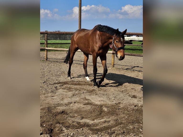 Trakehner Gelding 7 years 16.1 hh Brown in Hofheim am Taunus