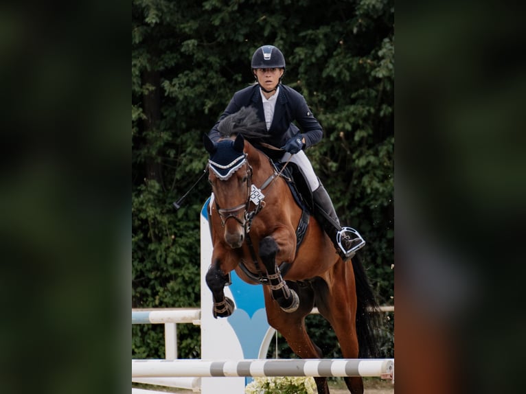 Trakehner Gelding 7 years 16.1 hh Brown in Hofheim am Taunus