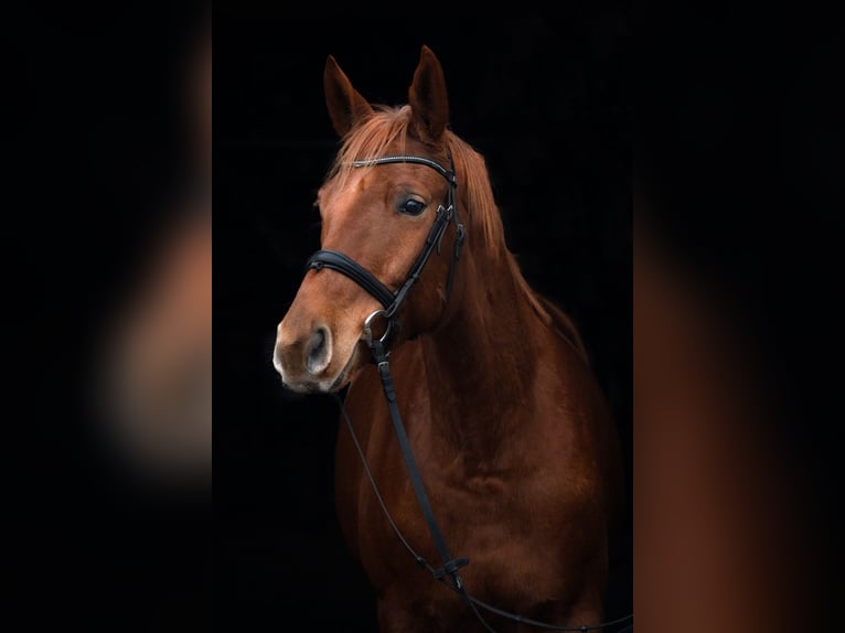 Trakehner Gelding 7 years 16,1 hh Chestnut-Red in Sperenberg