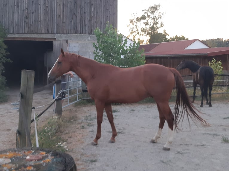 Trakehner Gelding 7 years 16.1 hh Chestnut-Red in Münsingen
