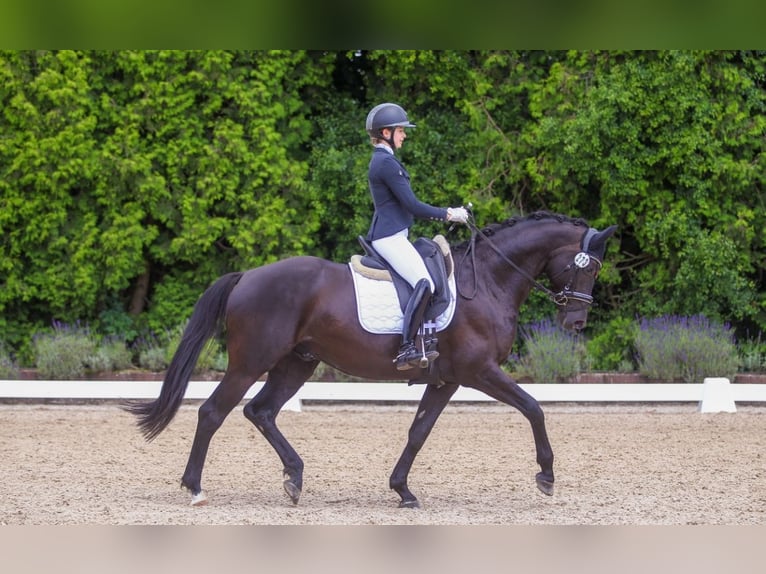 Trakehner Gelding 7 years 16 hh Black in Haiger