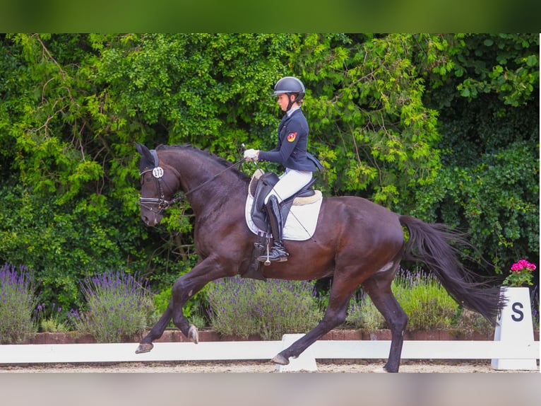 Trakehner Gelding 7 years 16 hh Black in Haiger
