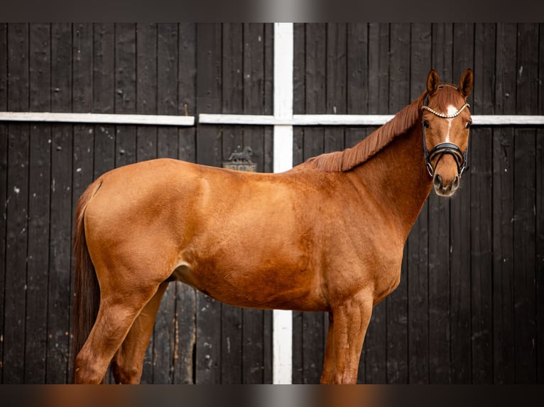 Trakehner Gelding 7 years 16 hh Chestnut-Red in Coesfeld