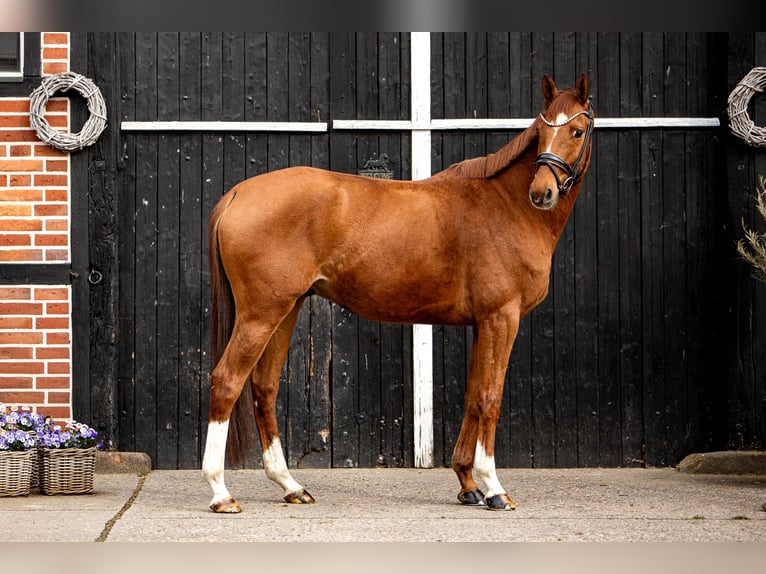 Trakehner Gelding 7 years 16 hh Chestnut-Red in Coesfeld