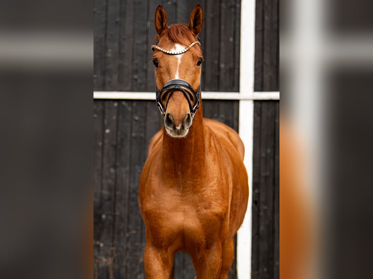 Trakehner Gelding 7 years 16 hh Chestnut-Red in Coesfeld