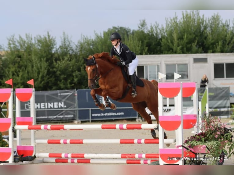 Trakehner Gelding 7 years 16 hh Chestnut-Red in Messerich