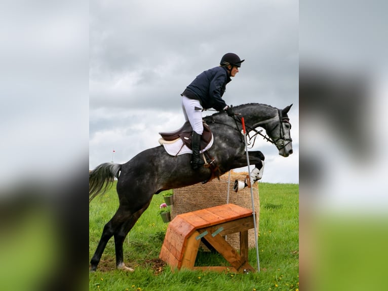 Trakehner Gelding 7 years 16 hh Grey in Heidekrug