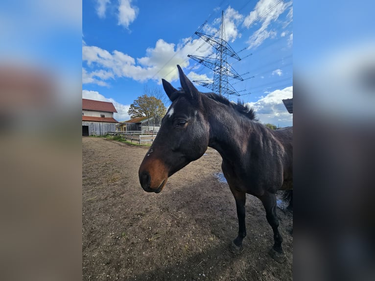 Trakehner Gelding 7 years 16 hh  in Ottenhofen