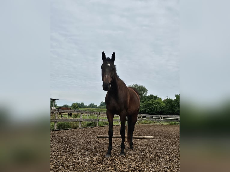 Trakehner Gelding 7 years 16 hh  in Ottenhofen