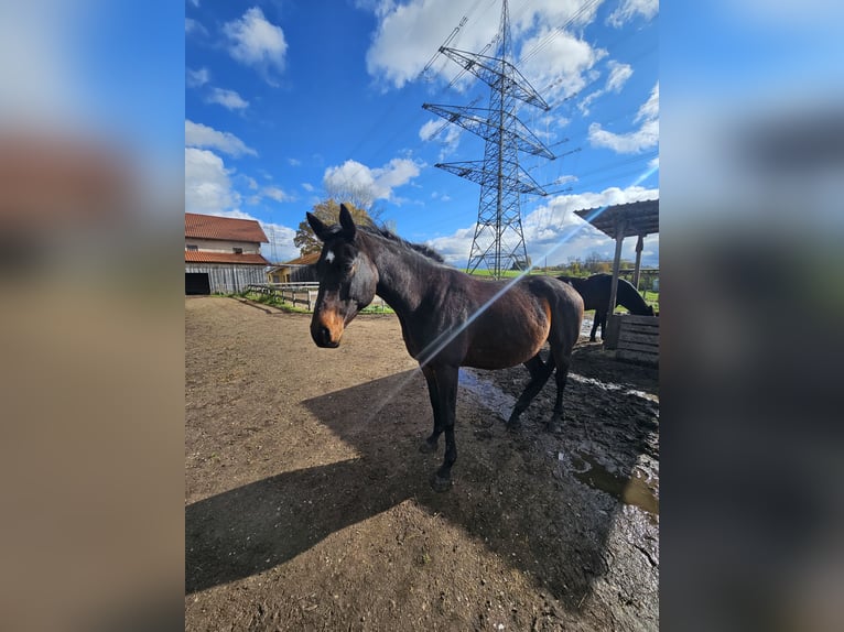 Trakehner Gelding 7 years 16 hh  in Ottenhofen
