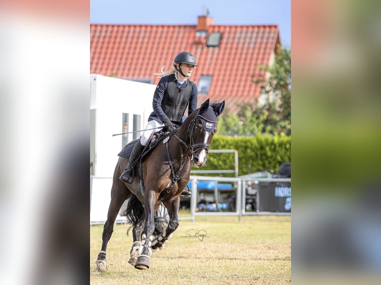 Trakehner Gelding 7 years 16 hh Smoky-Black in Z&#xFC;ssow