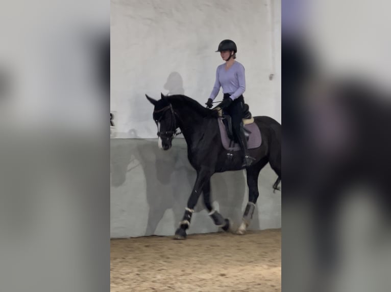 Trakehner Gelding 7 years 16 hh Smoky-Black in Z&#xFC;ssow